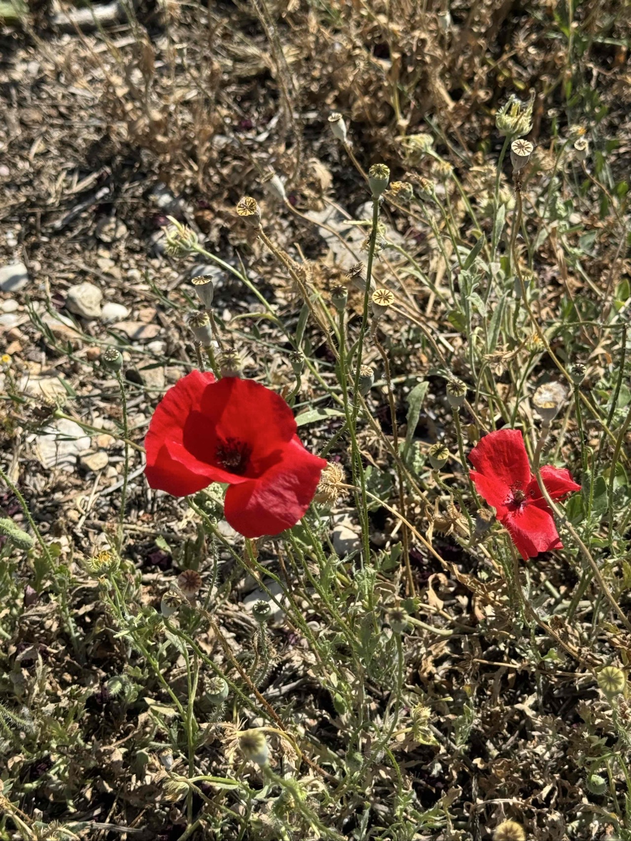 The common poppy