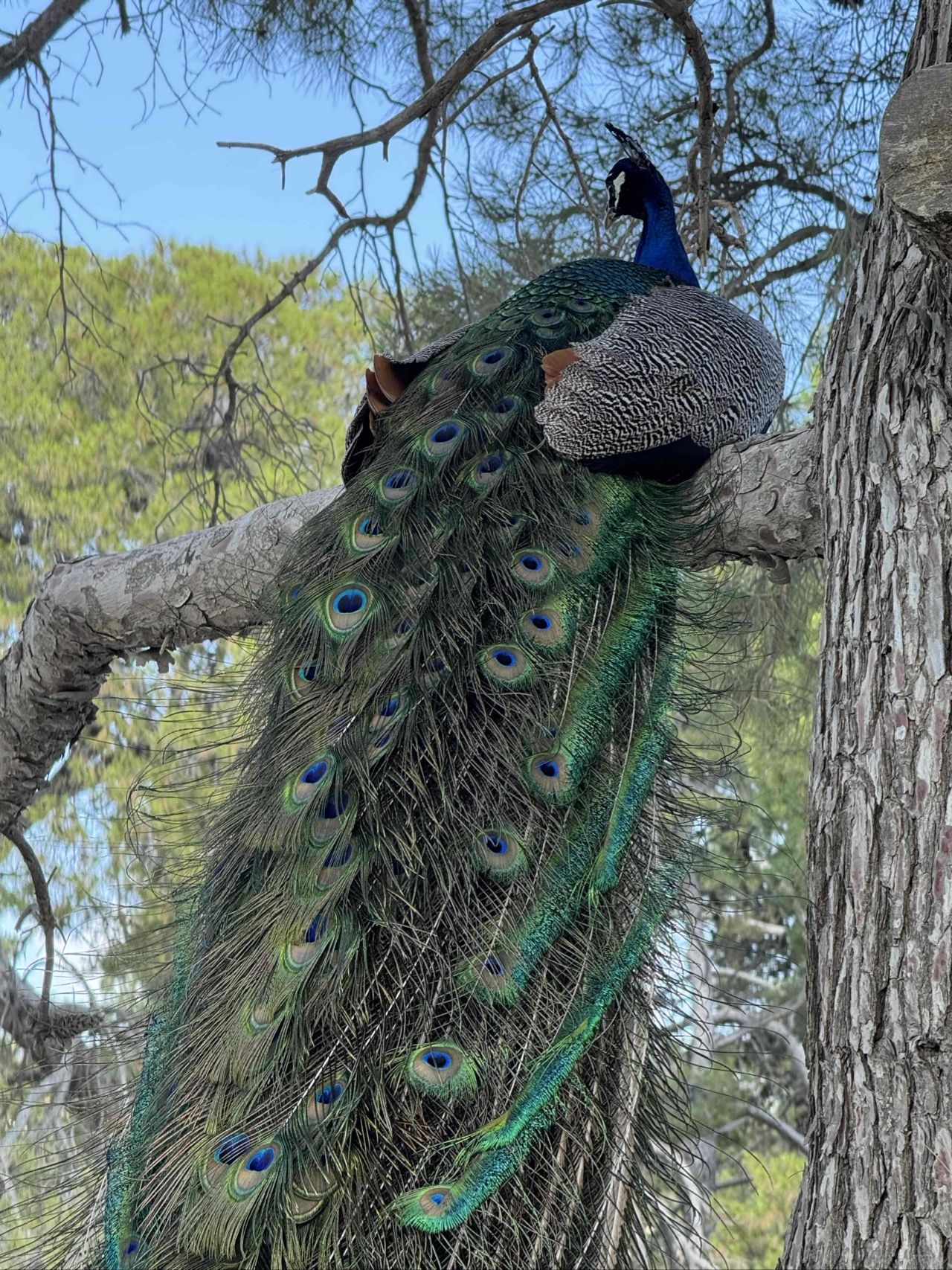 Quite active when we were there - and very loud!