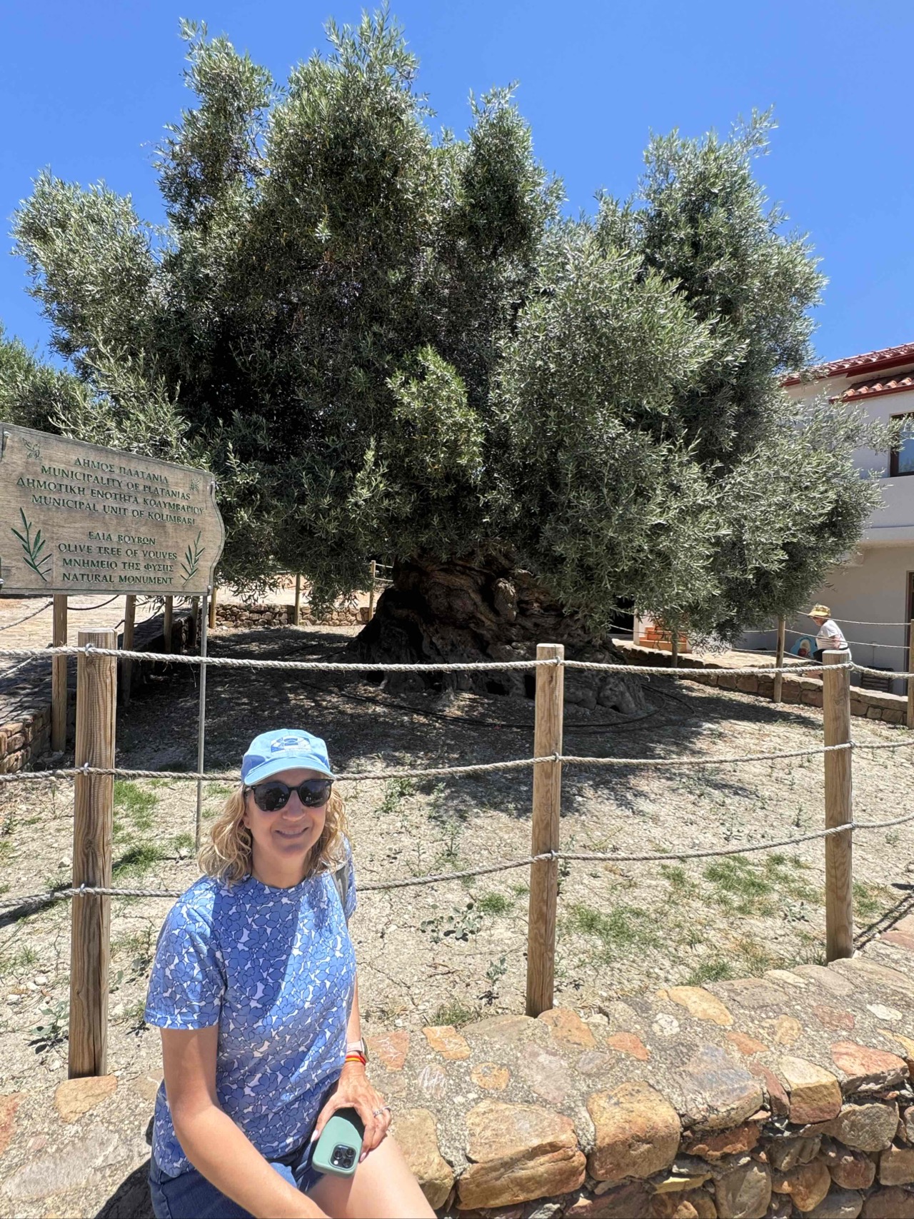 The oldest olive tree in Vouves, Crete (4,000 years old)...and still producing fruit