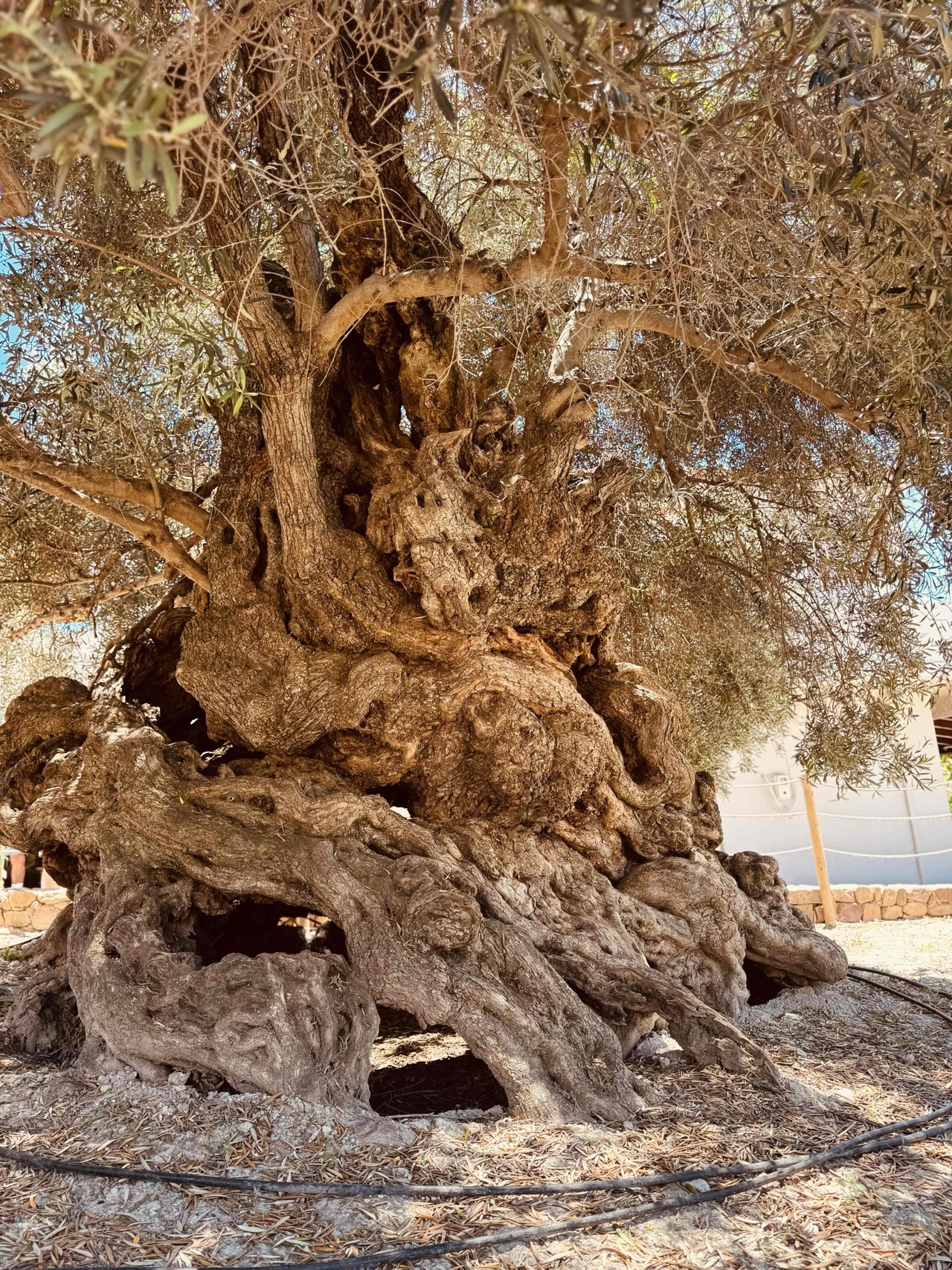 The tree with a filter