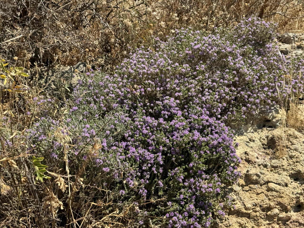 Wild thyme