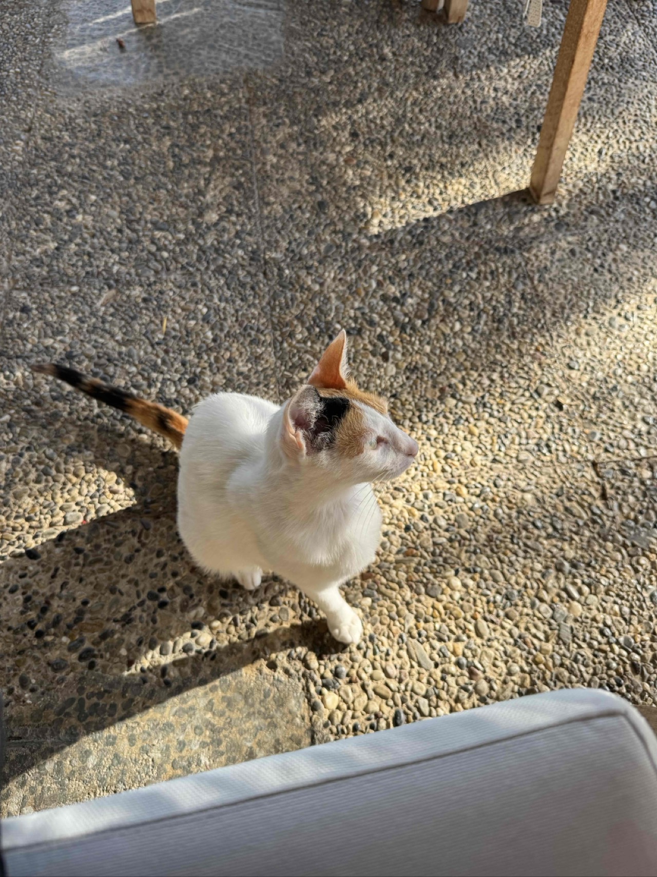 Many cats throughout the entire city