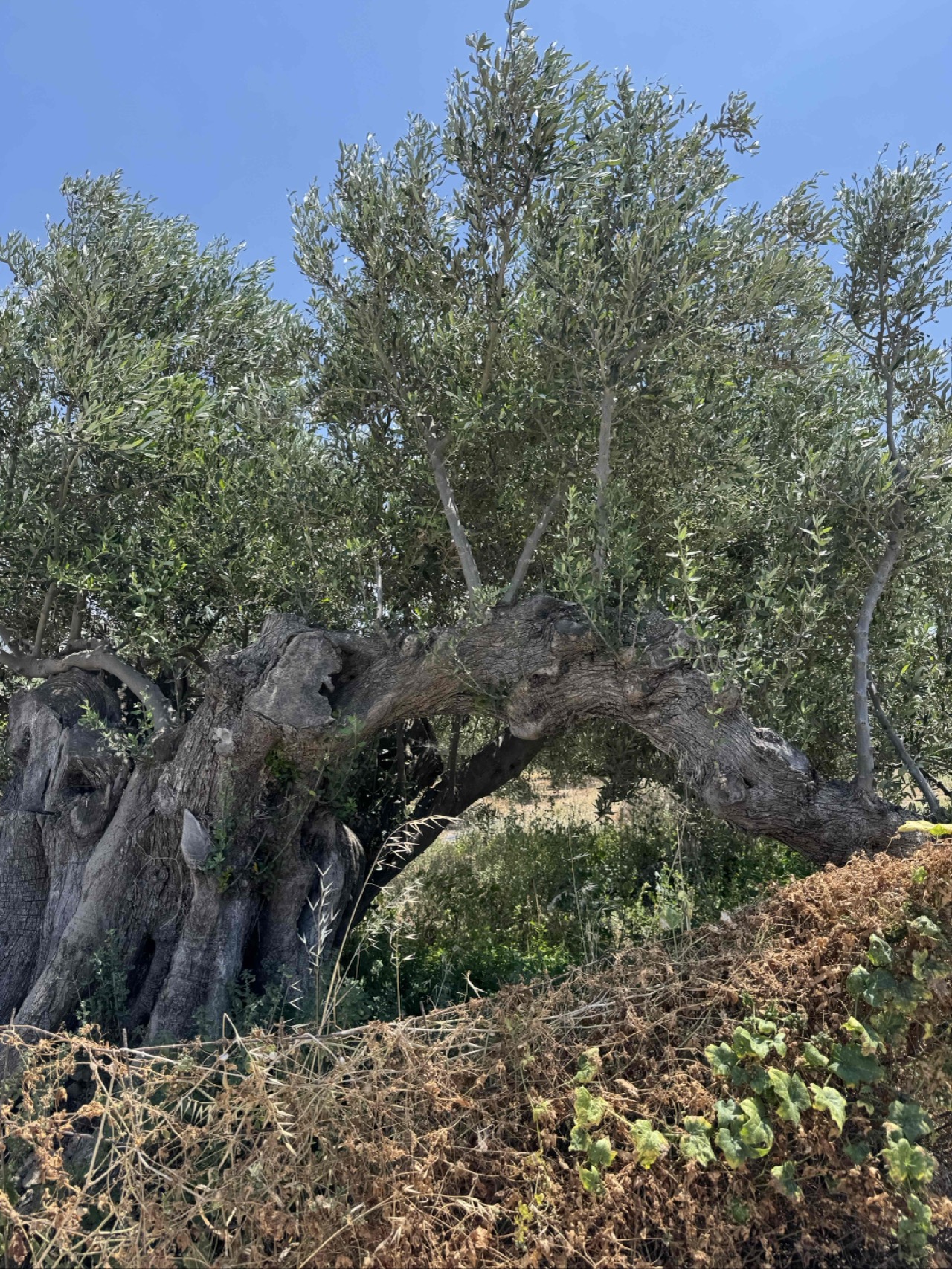 300 year old olive tree