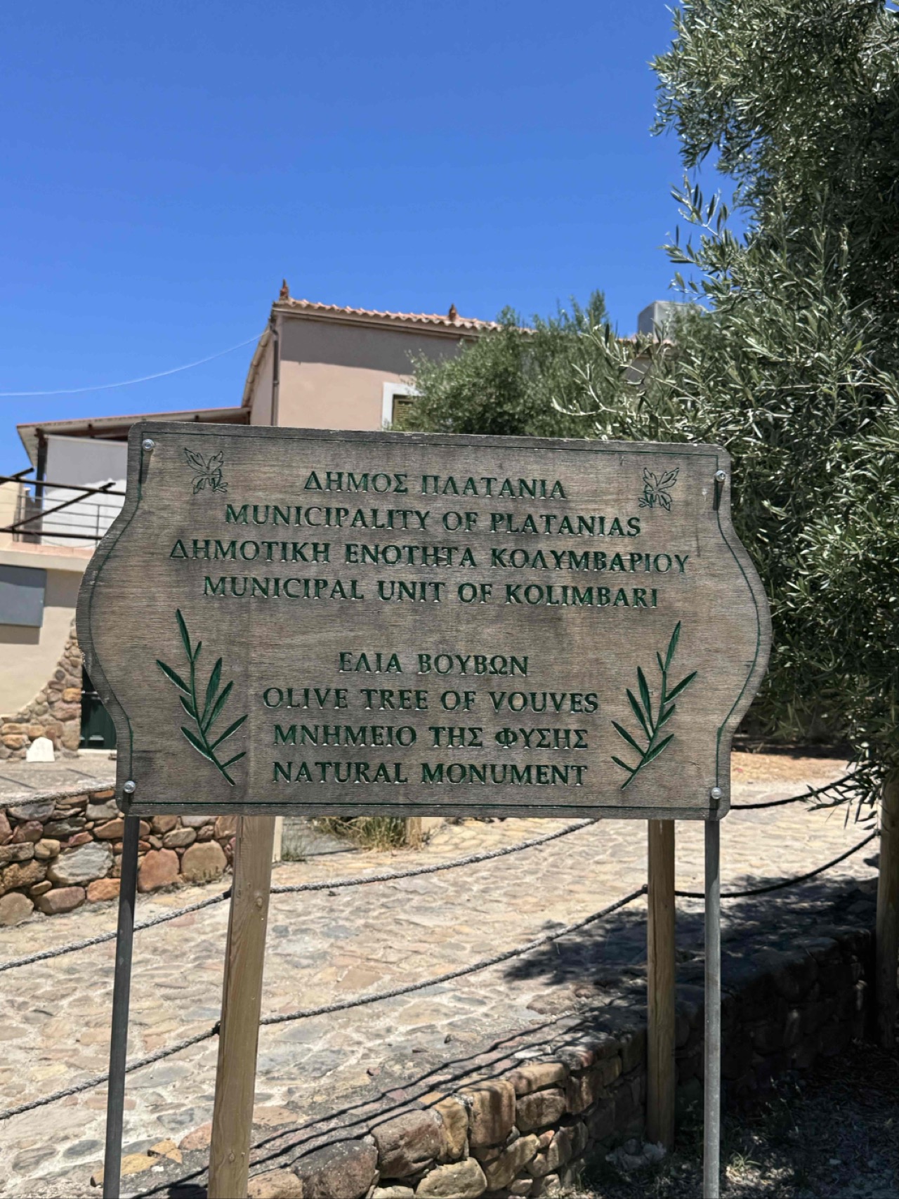 Vouves and the Olive Tree